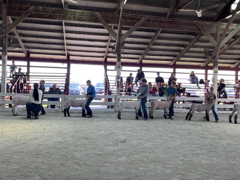 4-H members show sheep at Jasper County Fair in 2023.