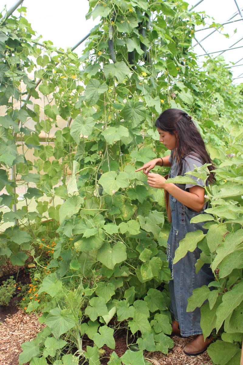 Jessica Davies explains how she uses twine to trellis the cucumbers and eggplants in the high tunnel on Adama Farm. This is the second growing season for Davies on her no-till, regenerative fruit, vegetable and flower farm in McHenry County in northeastern Illinois.