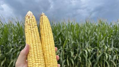 McLean corn survey estimates yields above five-year average
