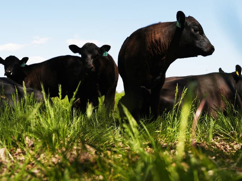 Before letting livestock loose, assess if pastures are truly ready