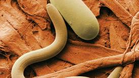 Comprehensive SCN genetic library could renew resistance, profitability