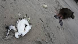 Bird flu is highly lethal to some animals, but not to others