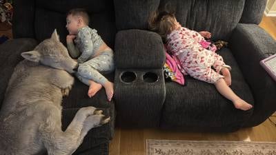 Newborn calf struggling in deep freeze brought indoors to curl up on couch