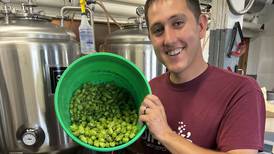 Harvested hops go directly into brewing process
