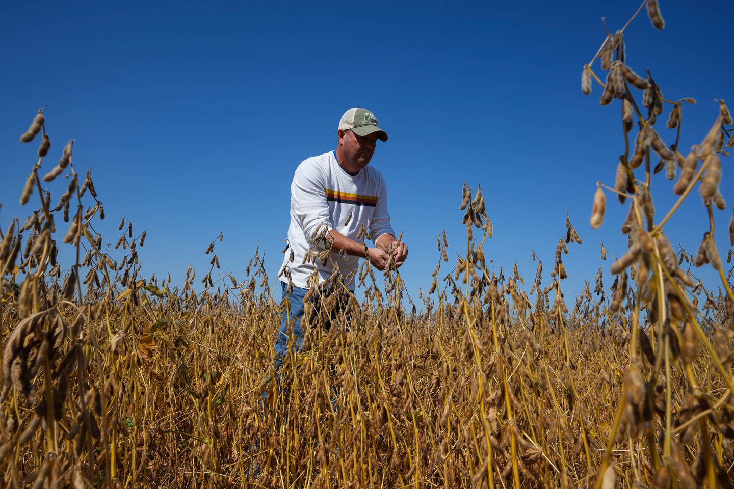 Brian Warpup inspects one of his soybean fields in northeastern Indiana.