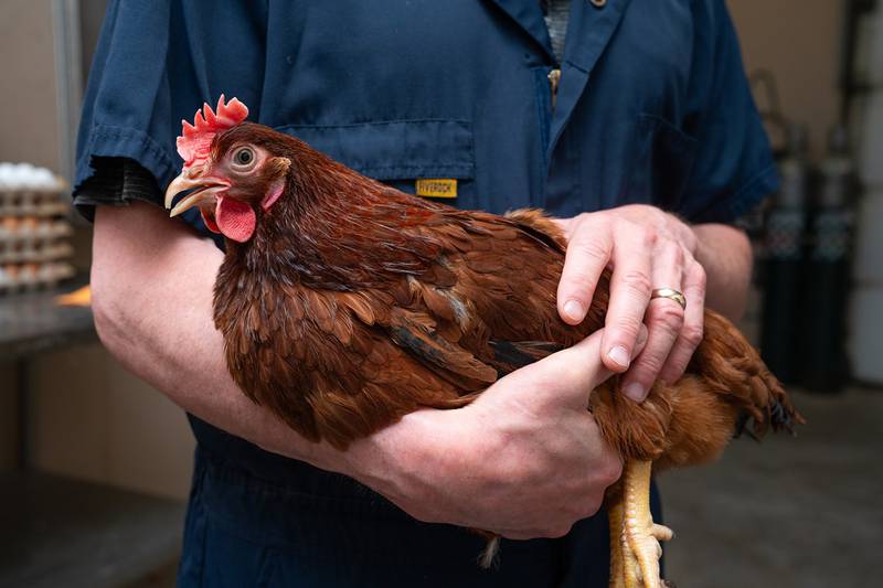 A Purdue University research team has developed a new paper-based test for rapidly detecting avian influenza. The test fills an urgent need for an efficient and cost-effective tool for combating avian influenza viruses globally.