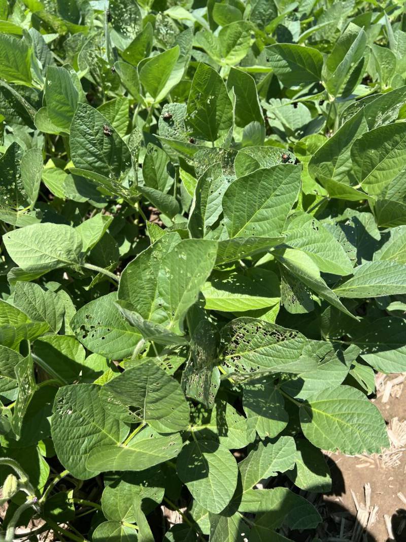 Japanese beetle infestations have ramped up, especially in later-planted soybeans.