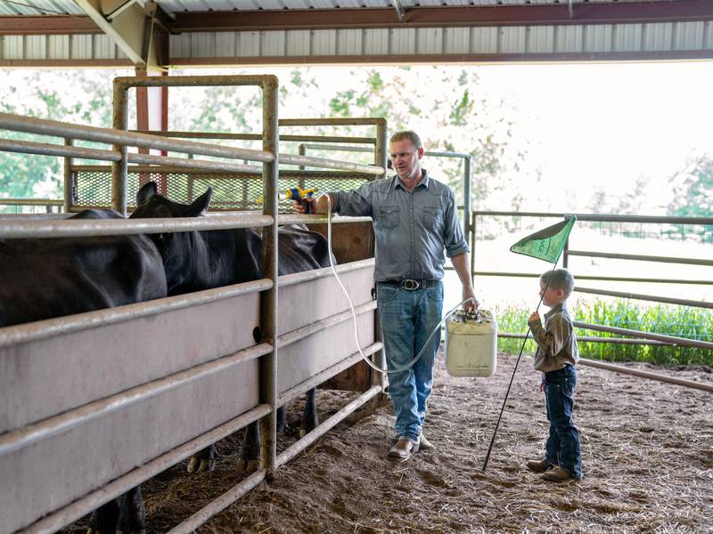 Drive cattle productivity with combination deworming