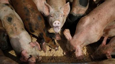 Groups sue EPA in an effort to strengthen oversight of livestock operations
