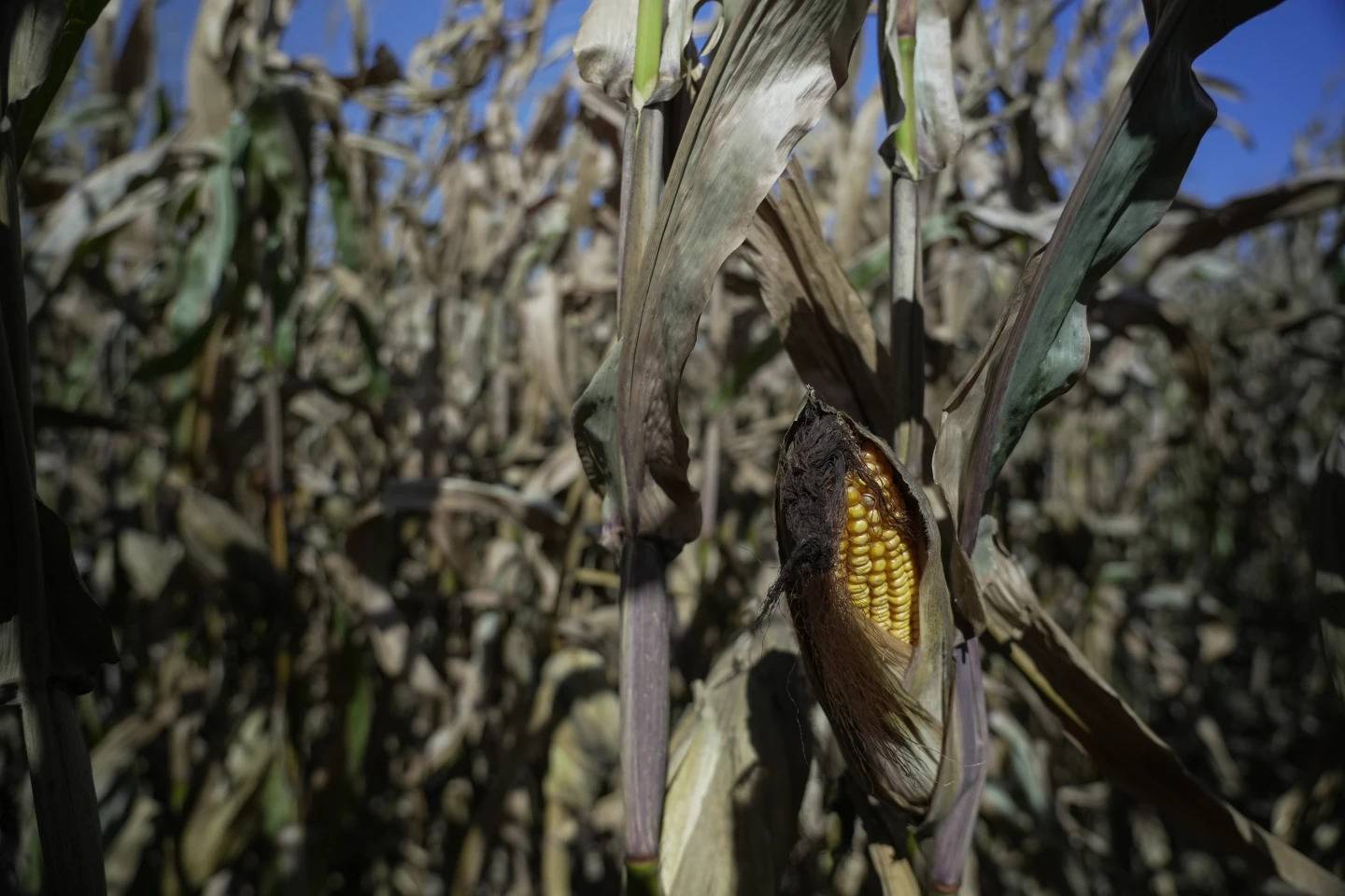 An ear of corn is visible before harvesting in October 2023 at a farm near Allerton, Illinois.