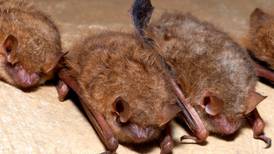 Fungal outbreak threatens tricolored bat with extinction