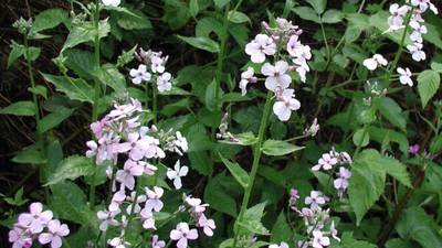 Invasive Species Awareness Week: Learn about troublesome species