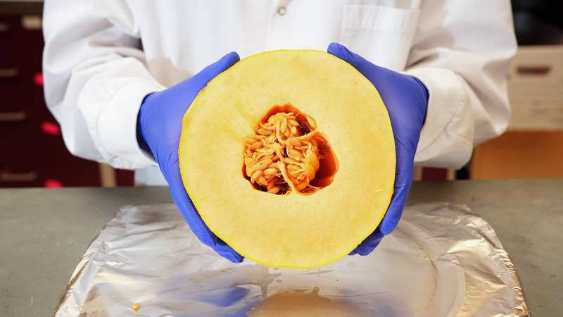 Cross section of a cantaloupe being tested for salmonella.