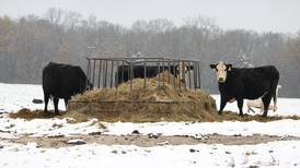 Don’t let cold weather freeze cattle performance this winter