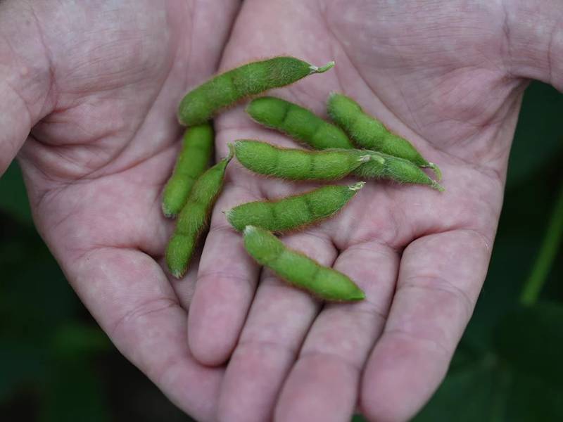 New dietary guidelines reinforce soy’s role in healthy diets