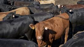 Cattle producers have a beef with 35-year marketing campaign