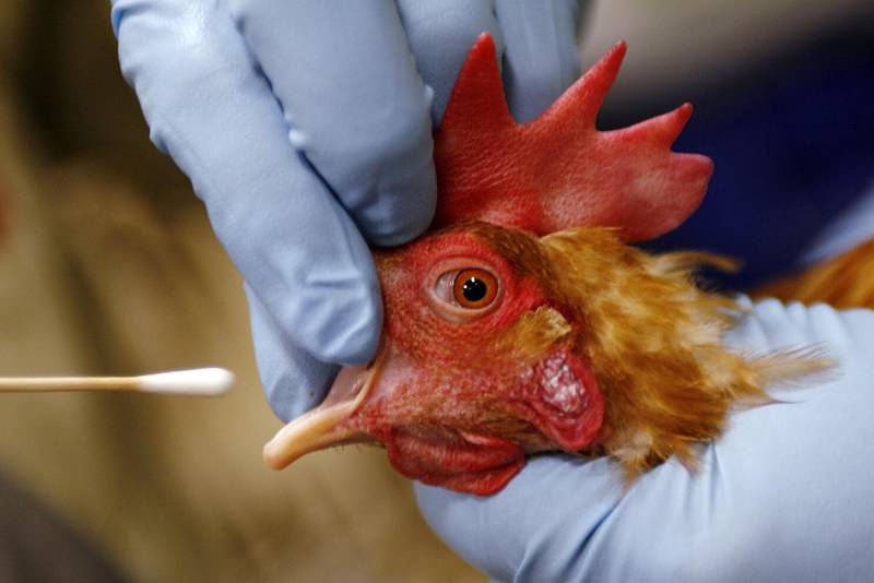 A technician performs a culture swab on a rooster to test for avian influenza.