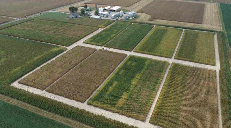 Experimental plots are used to assess inoculant effects across varying nitrogen rates.