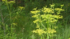 Identify, avoid and manage troublesome wild parsnip