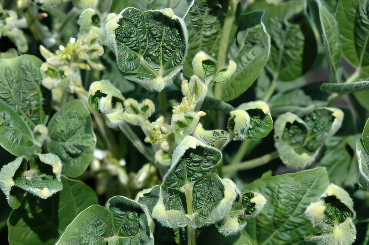 Dicamba-damaged soybean leaves.