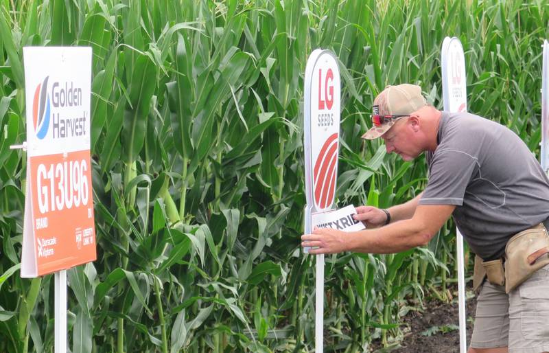 Golden Harvest and LG Seeds signs were installed by Aaron Rients on his corn-on-corn, corn-after-soybeans and soybeans-after-corn test plots on July 16.