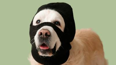 BOAH warns of pet-related scams around the holidays