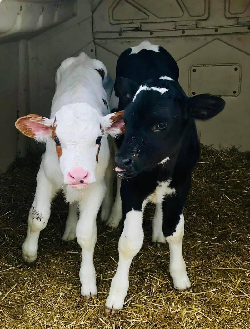 Families met a variety of farm animals, such as calves, at the 2024 St. Joseph County Ag Days.