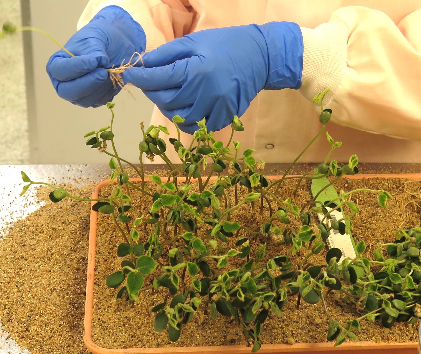 After seven days of growth in a controlled environment in the lab, soybean seedlings undergo quality analysis prior to the seeds being considered for conditioning and packaging at the Bayer Commercial Soybean Processing Facility in Stonington, Illinois.