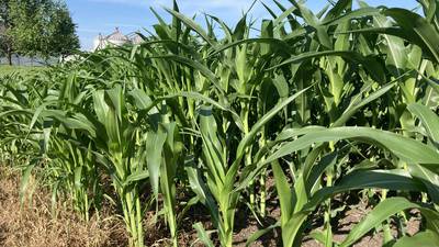 Illinois crop progress for week ending June 29