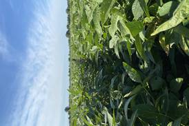 Beck’s adds high-oleic soy trait to its portfolio