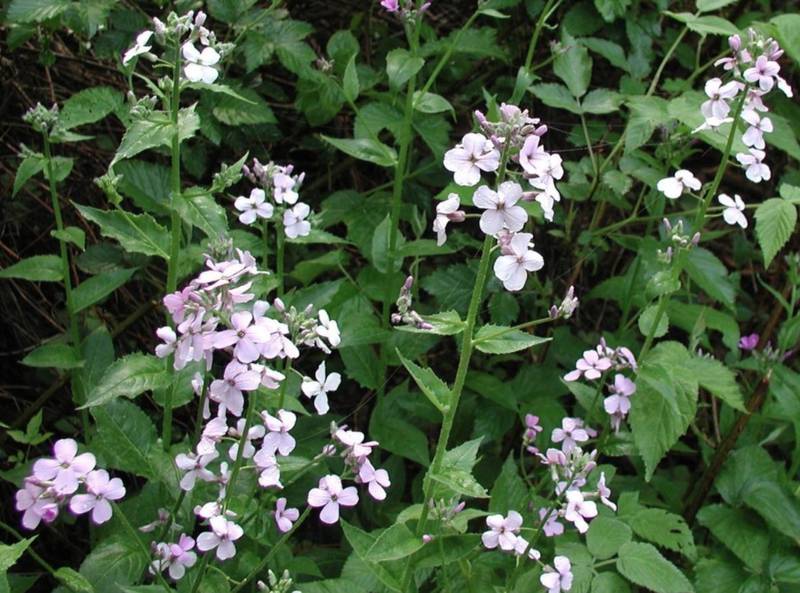 Dame's rocket is an aggressive, invasive plant in North America, often found in woodlands, roadsides and disturbed areas.