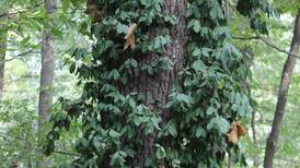 Manage invasive plants: Southwest Purdue Ag Center tackles invasive species