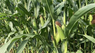 Illinois crop progress for week ending Aug. 10