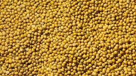 USDA lowers corn, soybean stock estimates