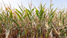 E15 for all, a win-win for farmers and consumers