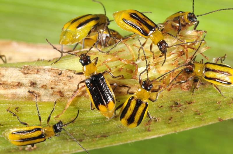 Corn that has been genetically engineered to resist corn rootworms like this one has become increasingly less effective.