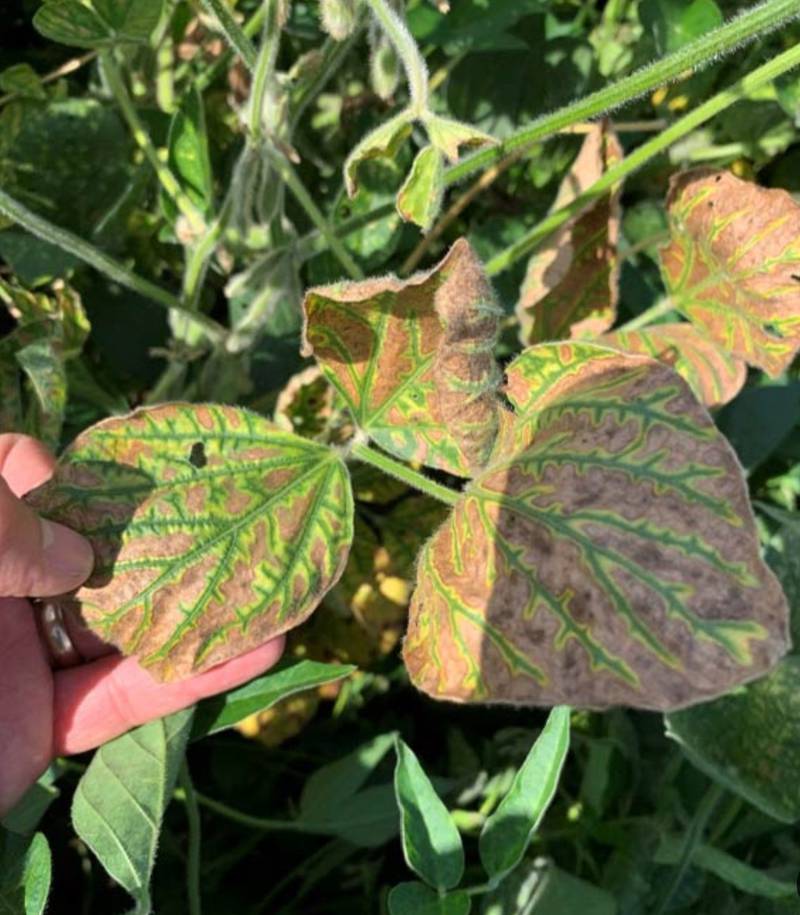 Foliar symptoms of red crown rot — interveinal chlorosis and necrosis — are indistinguishable from those caused by sudden death syndrome, so inspection of the stem and crown is necessary to determine the causal pathogen.