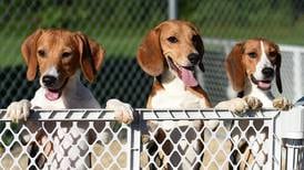 ‘They are starting over now’: Beagles bred for research meet foster families in South Elgin