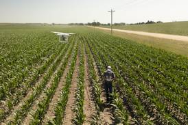Drones help farmers understand stand establishment
