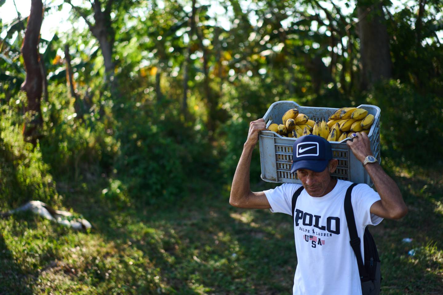 A man carries a crate of bananas in Minas, Havana province, Cuba.