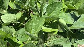Crop issues during summer’s dog days