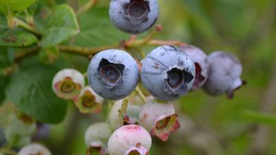 Calendar: Blueberries topic at NRCS Field Day