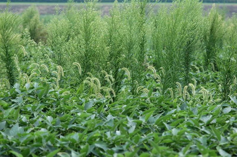 With over-reliance on a single chemical solution, weed growth can go unchecked.