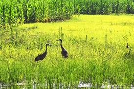 ‘Clean water for all’: Finding solutions to nutrient loss