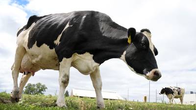 The AgriNews AgriMinute podcast: Record milk production masks underlying strain