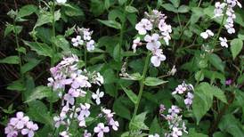 Invasive Species Awareness Week: Learn about troublesome species