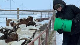 FFA member wins national honor with goat reproduction work