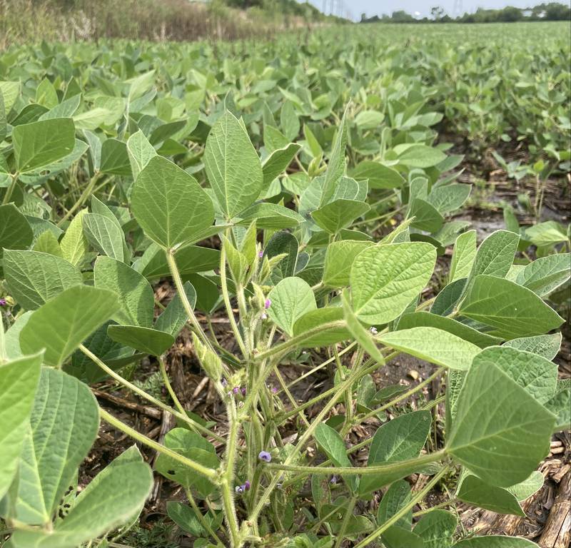 Indiana crop progress.