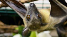 Calendar: Bat Conservation