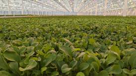 Hydroponics operation is able to grow leafy greens all year long